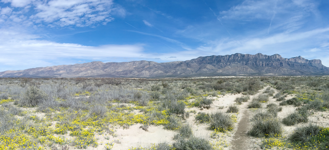 Guadalupe Dunes Blooming