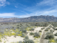 Guadalupe Dunes Blooming